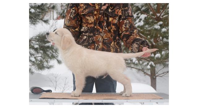 Щенки папийона (папильона) в питомнике Бон Плезир Щенки папийона (папильона) в питомнике Бон Плезир