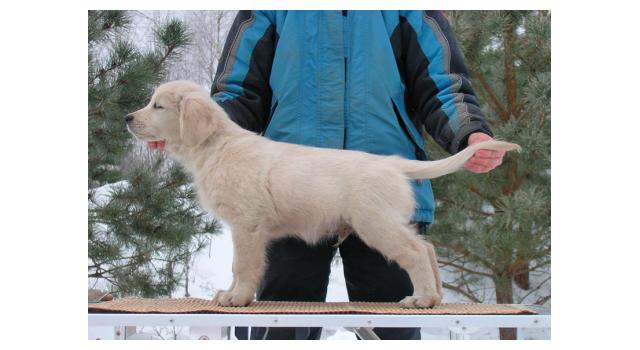 Щенки папийона (папильона) в питомнике Бон Плезир Щенки папийона (папильона) в питомнике Бон Плезир