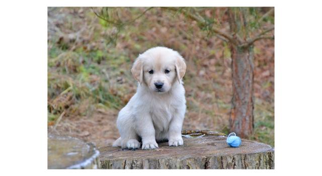 Щенки папийона (папильона) в питомнике Бон Плезир Щенки папийона (папильона) в питомнике Бон Плезир