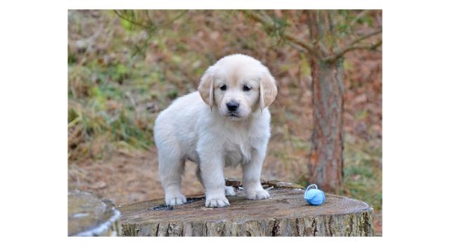 Щенки папийона (папильона) в питомнике Бон Плезир Щенки папийона (папильона) в питомнике Бон Плезир
