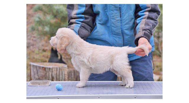Щенки папийона (папильона) в питомнике Бон Плезир Щенки папийона (папильона) в питомнике Бон Плезир