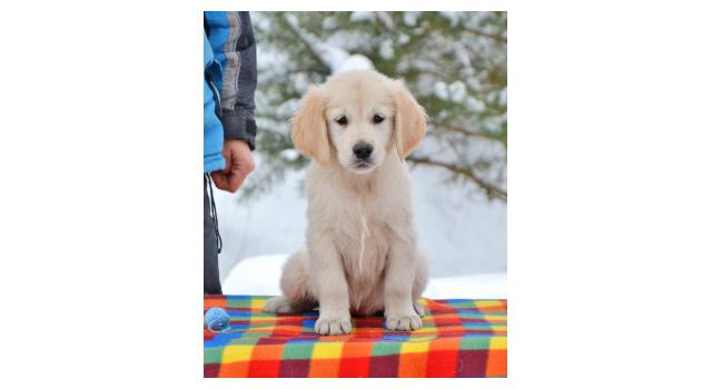 Щенки папийона (папильона) в питомнике Бон Плезир Щенки папийона (папильона) в питомнике Бон Плезир
