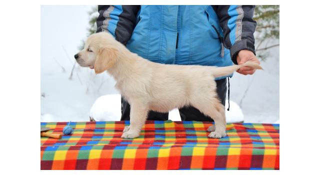 Щенки папийона (папильона) в питомнике Бон Плезир Щенки папийона (папильона) в питомнике Бон Плезир
