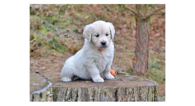Щенки папийона (папильона) в питомнике Бон Плезир Щенки папийона (папильона) в питомнике Бон Плезир
