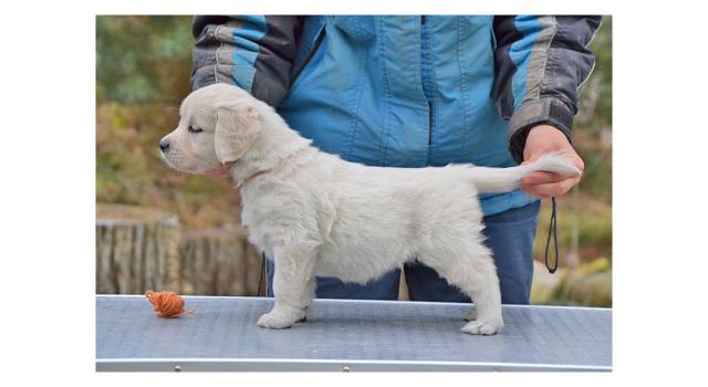 Щенки папийона (папильона) в питомнике Бон Плезир Щенки папийона (папильона) в питомнике Бон Плезир