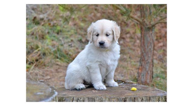 Щенки папийона (папильона) в питомнике Бон Плезир Щенки папийона (папильона) в питомнике Бон Плезир