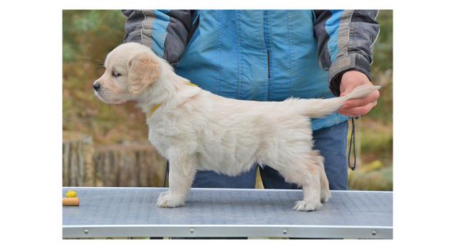 Щенки папийона (папильона) в питомнике Бон Плезир Щенки папийона (папильона) в питомнике Бон Плезир