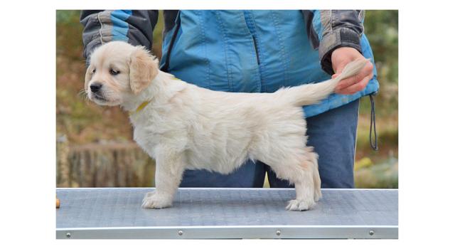 Щенки папийона (папильона) в питомнике Бон Плезир Щенки папийона (папильона) в питомнике Бон Плезир