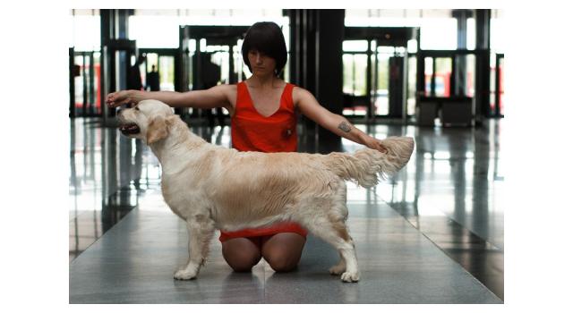 Щенки папийона (папильона) в питомнике Бон Плезир Щенки папийона (папильона) в питомнике Бон Плезир