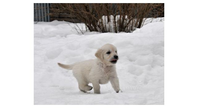 Щенки папийона (папильона) в питомнике Бон Плезир Щенки папийона (папильона) в питомнике Бон Плезир