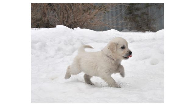 Щенки папийона (папильона) в питомнике Бон Плезир Щенки папийона (папильона) в питомнике Бон Плезир