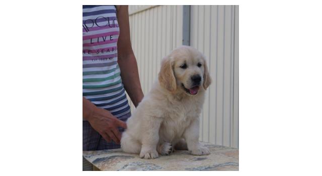 Щенки папийона (папильона) в питомнике Бон Плезир Щенки папийона (папильона) в питомнике Бон Плезир