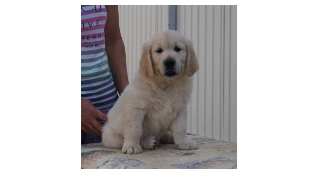 Щенки папийона (папильона) в питомнике Бон Плезир Щенки папийона (папильона) в питомнике Бон Плезир