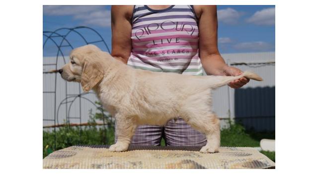 Щенки папийона (папильона) в питомнике Бон Плезир Щенки папийона (папильона) в питомнике Бон Плезир