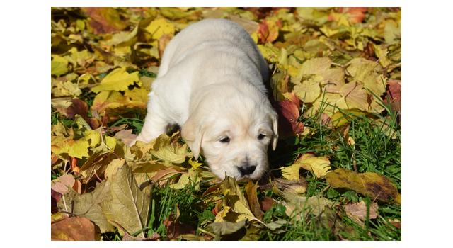 Щенки папийона (папильона) в питомнике Бон Плезир Щенки папийона (папильона) в питомнике Бон Плезир