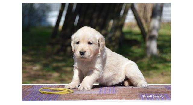 Puppies of papillon in Bon Plaisir Kennel Puppies of papillon in Bon Plaisir Kennel