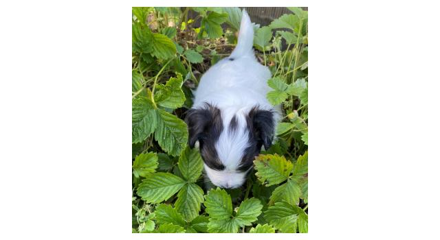 Щенки папийона (папильона) в питомнике Бон Плезир Щенки папийона (папильона) в питомнике Бон Плезир