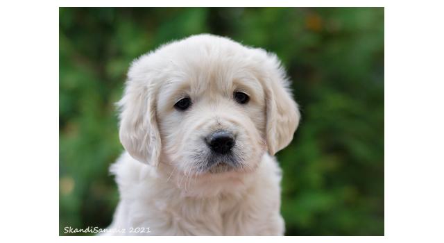 Щенки папийона (папильона) в питомнике Бон Плезир Щенки папийона (папильона) в питомнике Бон Плезир