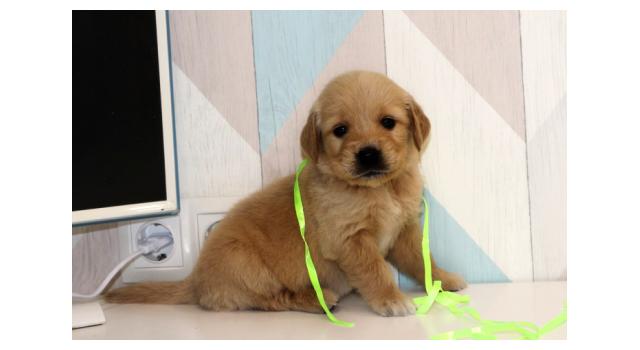 Щенки папийона (папильона) в питомнике Бон Плезир Щенки папийона (папильона) в питомнике Бон Плезир