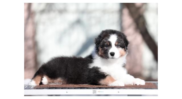 Щенки папийона (папильона) в питомнике Бон Плезир Щенки папийона (папильона) в питомнике Бон Плезир