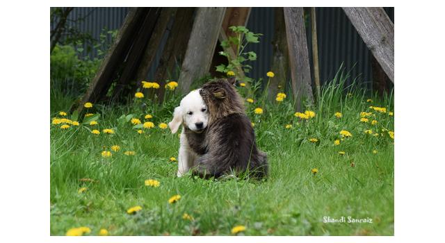 Puppies of papillon in Bon Plaisir Kennel Puppies of papillon in Bon Plaisir Kennel