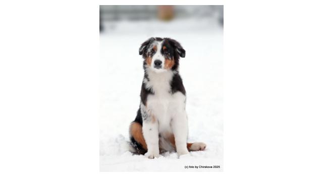 Щенки папийона (папильона) в питомнике Бон Плезир Щенки папийона (папильона) в питомнике Бон Плезир