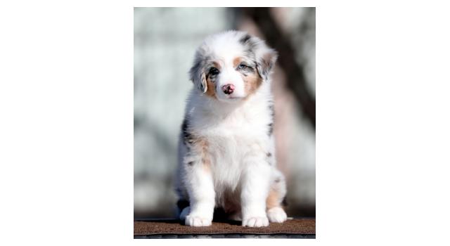 Щенки папийона (папильона) в питомнике Бон Плезир Щенки папийона (папильона) в питомнике Бон Плезир