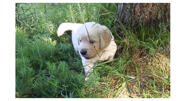 Щенки папийона (папильона) в питомнике Бон Плезир Щенки папийона (папильона) в питомнике Бон Плезир