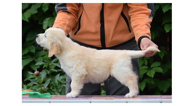 Щенки папийона (папильона) в питомнике Бон Плезир Щенки папийона (папильона) в питомнике Бон Плезир