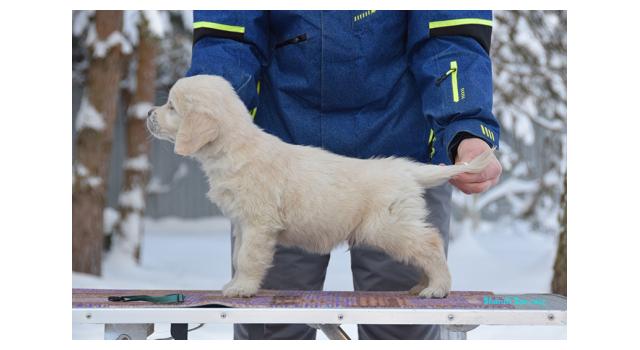 Щенки папийона (папильона) в питомнике Бон Плезир Щенки папийона (папильона) в питомнике Бон Плезир