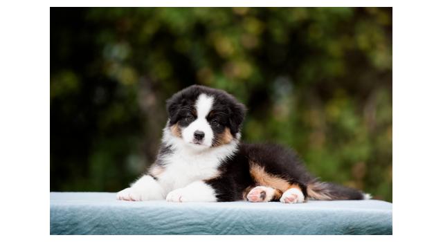 Щенки папийона (папильона) в питомнике Бон Плезир Щенки папийона (папильона) в питомнике Бон Плезир