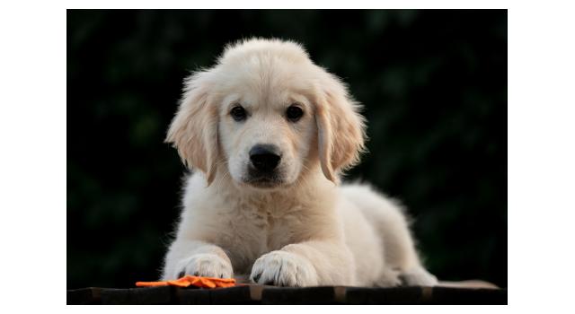 Щенки папийона (папильона) в питомнике Бон Плезир Щенки папийона (папильона) в питомнике Бон Плезир