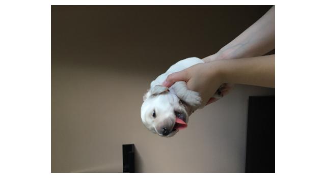 Щенки папийона (папильона) в питомнике Бон Плезир Щенки папийона (папильона) в питомнике Бон Плезир
