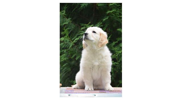 Щенки папийона (папильона) в питомнике Бон Плезир Щенки папийона (папильона) в питомнике Бон Плезир