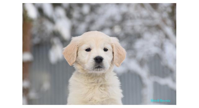 Щенки папийона (папильона) в питомнике Бон Плезир Щенки папийона (папильона) в питомнике Бон Плезир
