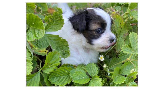 Щенки папийона (папильона) в питомнике Бон Плезир Щенки папийона (папильона) в питомнике Бон Плезир