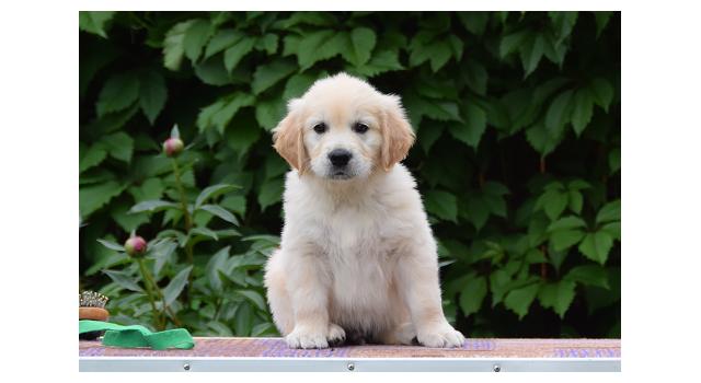 Щенки папийона (папильона) в питомнике Бон Плезир Щенки папийона (папильона) в питомнике Бон Плезир