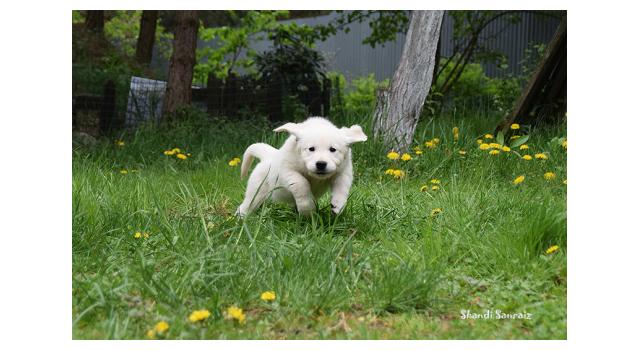 Puppies of papillon in Bon Plaisir Kennel Puppies of papillon in Bon Plaisir Kennel