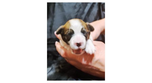 Щенки папийона (папильона) в питомнике Бон Плезир Щенки папийона (папильона) в питомнике Бон Плезир