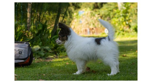 Щенки папийона (папильона) в питомнике Бон Плезир Щенки папийона (папильона) в питомнике Бон Плезир