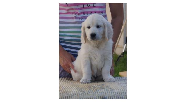 Щенки папийона (папильона) в питомнике Бон Плезир Щенки папийона (папильона) в питомнике Бон Плезир