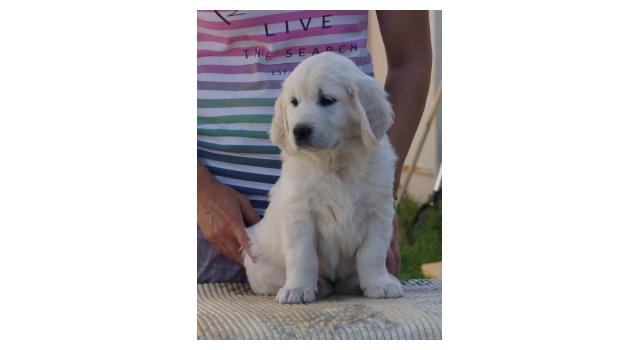 Щенки папийона (папильона) в питомнике Бон Плезир Щенки папийона (папильона) в питомнике Бон Плезир