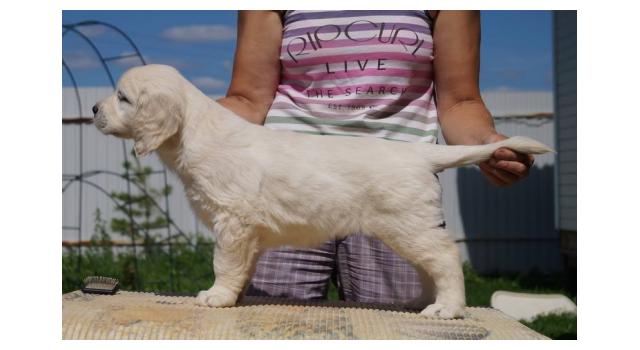 Щенки папийона (папильона) в питомнике Бон Плезир Щенки папийона (папильона) в питомнике Бон Плезир