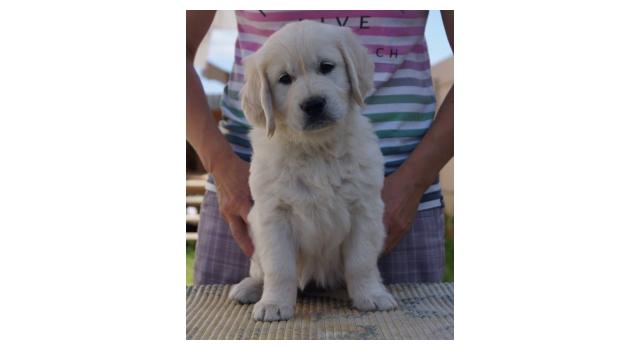 Щенки папийона (папильона) в питомнике Бон Плезир Щенки папийона (папильона) в питомнике Бон Плезир