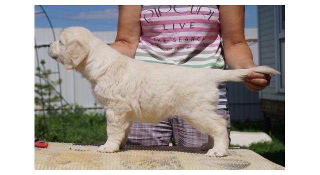Щенки папийона (папильона) в питомнике Бон Плезир Щенки папийона (папильона) в питомнике Бон Плезир