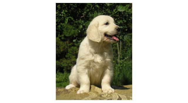 Щенки папийона (папильона) в питомнике Бон Плезир Щенки папийона (папильона) в питомнике Бон Плезир