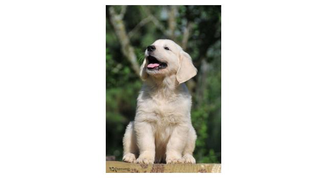 Щенки папийона (папильона) в питомнике Бон Плезир Щенки папийона (папильона) в питомнике Бон Плезир