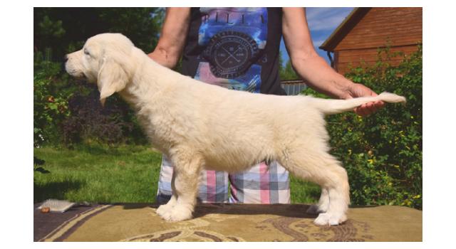 Щенки папийона (папильона) в питомнике Бон Плезир Щенки папийона (папильона) в питомнике Бон Плезир