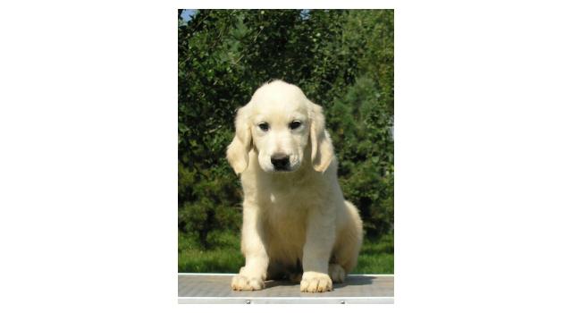 Щенки папийона (папильона) в питомнике Бон Плезир Щенки папийона (папильона) в питомнике Бон Плезир