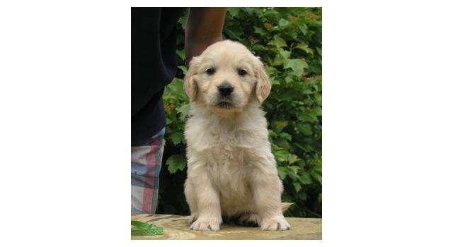 Щенки папийона (папильона) в питомнике Бон Плезир Щенки папийона (папильона) в питомнике Бон Плезир